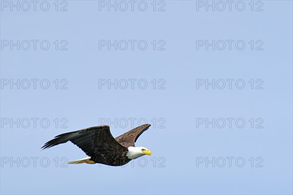 Bald eagle in flight