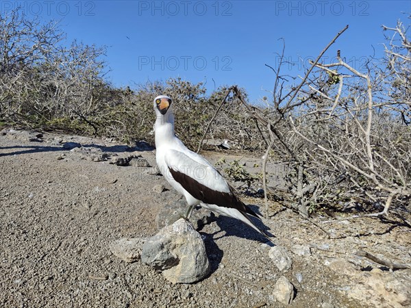 Nazca Booby