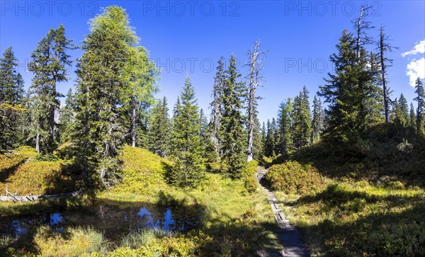 Moor pond on the nature adventure trail through the Rauris primeval forest