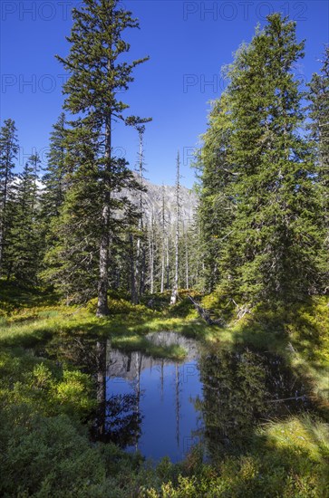 Moor pond on the nature adventure trail through the Rauris primeval forest