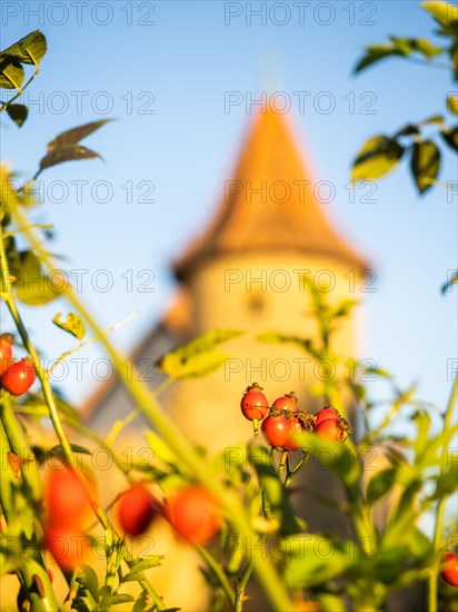 The red fruits of the rosehip