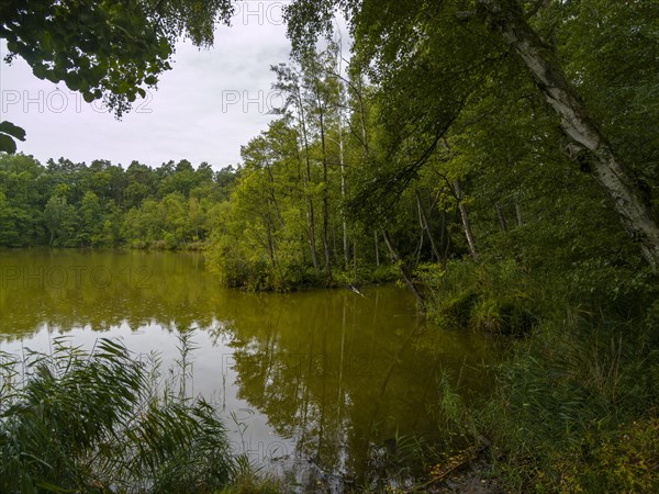 Small Lake and Wilderness