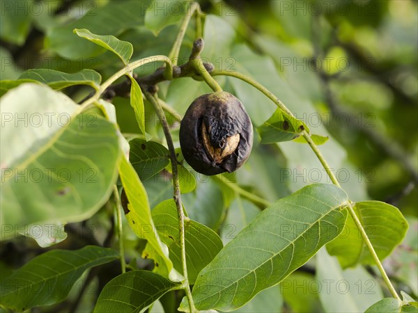 Black walnut