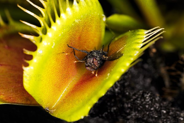 A housefly sticks in a carnivorous plant