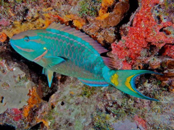 Stoplight parrotfish