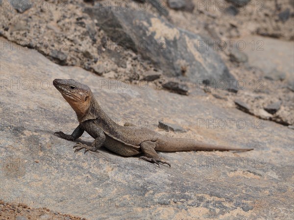 Gran Canaria Giant Lizard