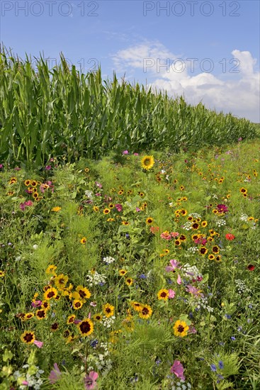 Colourful flowering strip