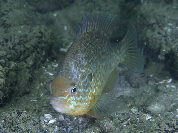 Pumpkinseed sunfish