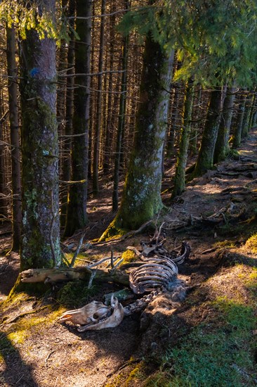 Skeleton of a horse on the Artikutza trail on an autumn afternoon