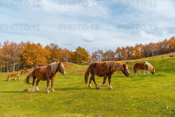 Mount Erlaitz with beautiful horses in freedom in the town of Irun