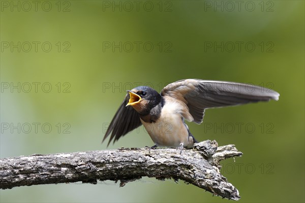 Barn swallow