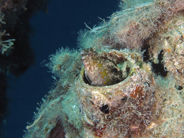 A sabre-toothed blenny