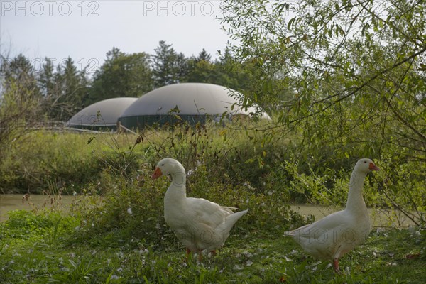 Biogas plant