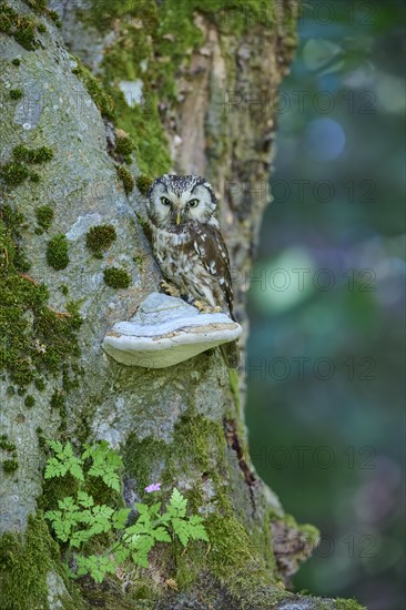 Tengmalm's Owl