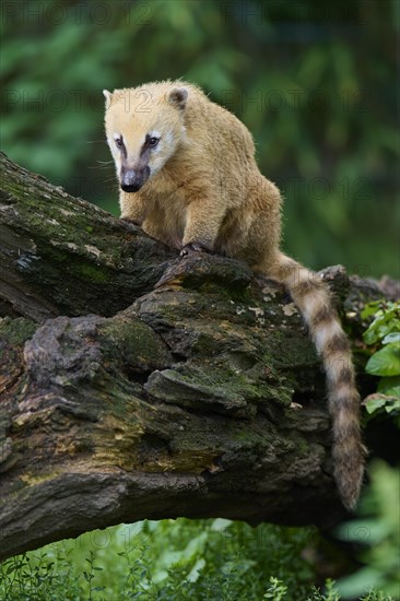 South American coati