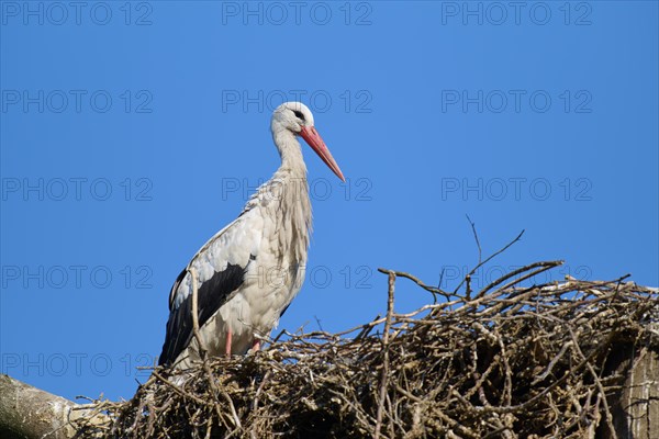 White stork