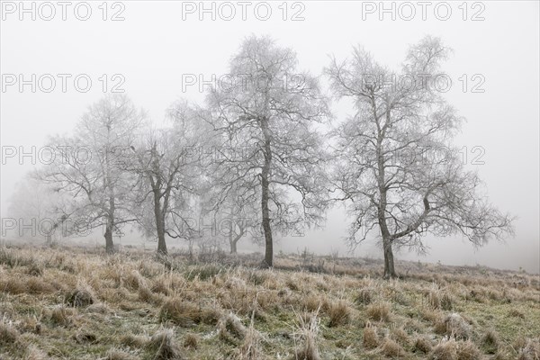 First hoarfrost on tree and heath in November in the fog