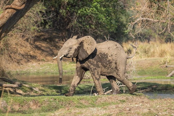 Baby elephant