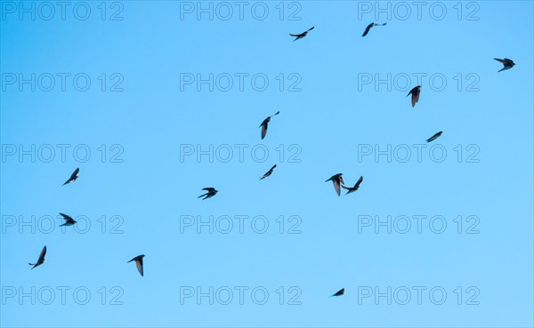 A flock of sand martins or Rhine martins