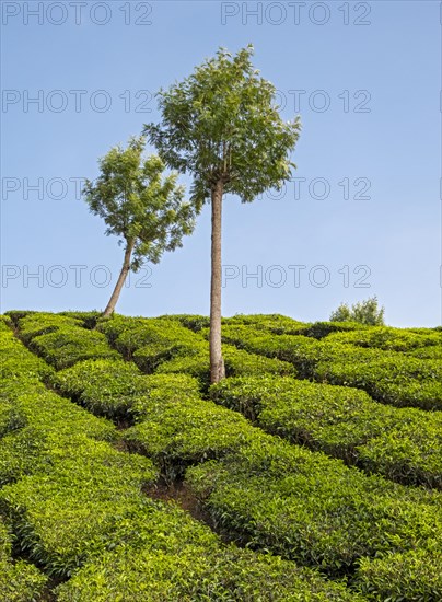 Tea plantation with two trees