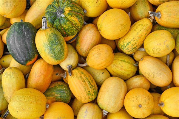 Pile with Spaghetti squash with yellow skin