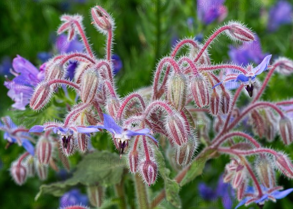 Borage