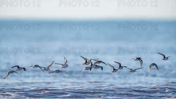 Sanderling