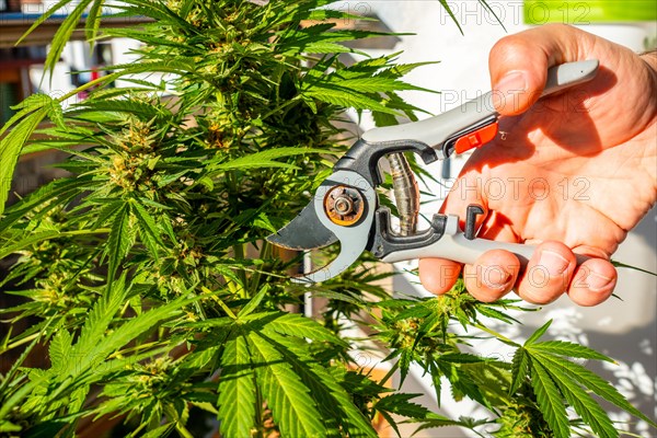 Marijuana buds being cut at a marijuana farm. medicinal cannabis