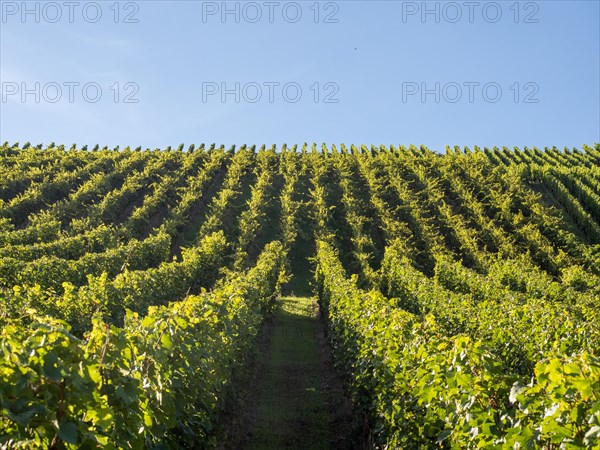 Vines in a vineyard