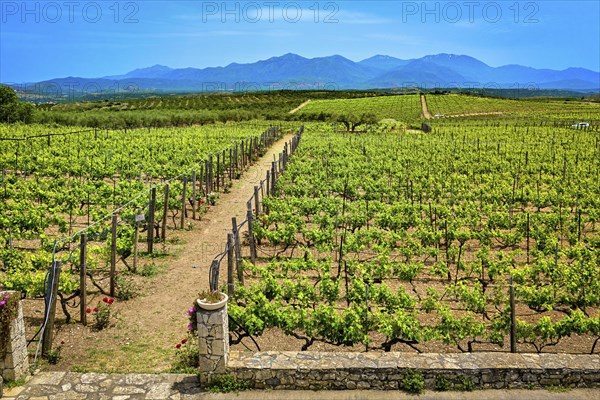 Beautiful landscape with vineyards and distant mountains