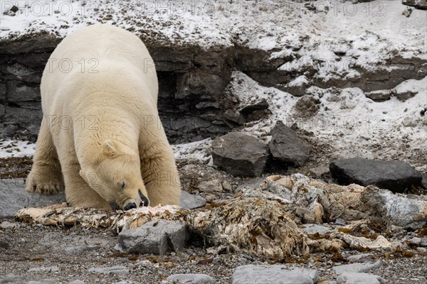 Scavenging polar bear