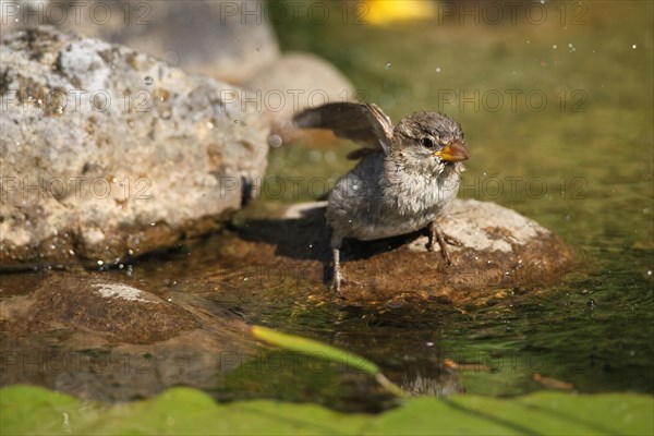 House sparrow