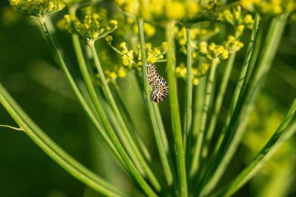 Young swallowtail