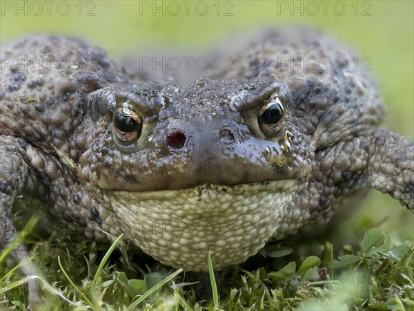 Common toad