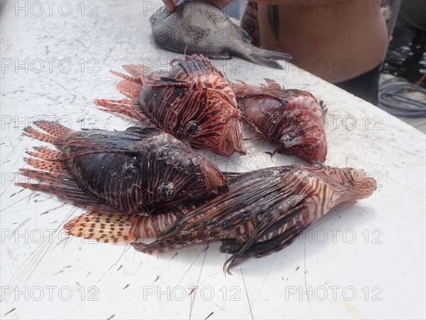 Pacific red lionfish