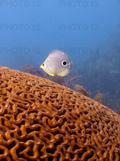 Four-eye butterflyfish