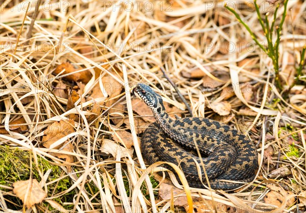 Wild common european viper