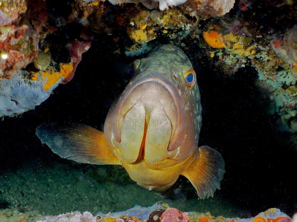 Portrait of dusky grouper