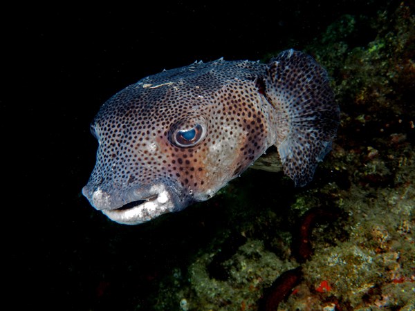 Hedgehogfish