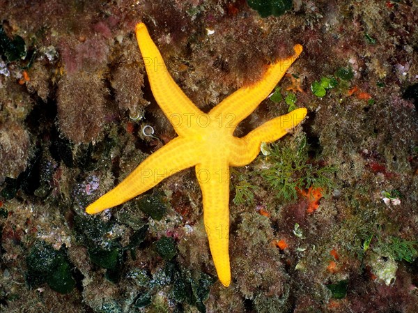 Orange starfish