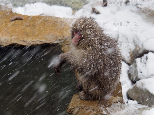 A snow monkey