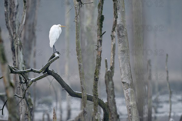 Great egret