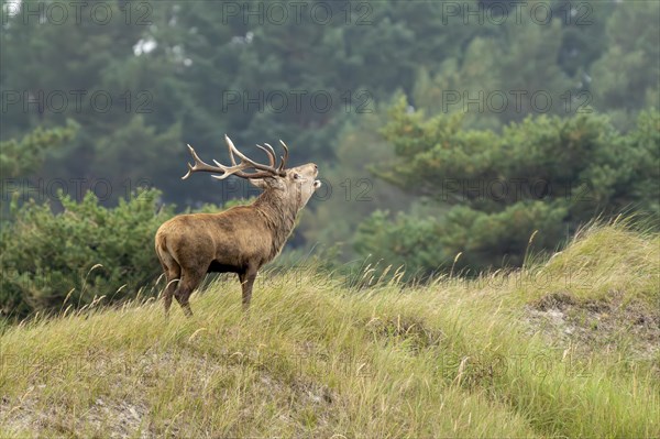 Red deer