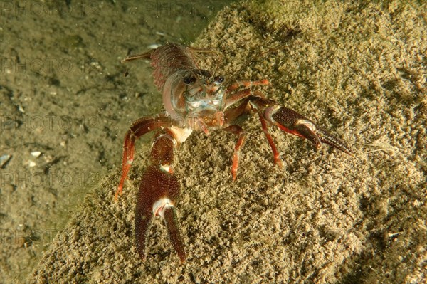 A signal crayfish