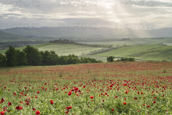 Poppy field in front of Poggio Covili estate with cypress