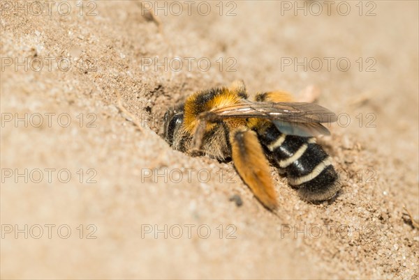 Rough-legged trouser bee or Brown-breasted trouser bee or Dark-fringed trouser bee or pantalon bee