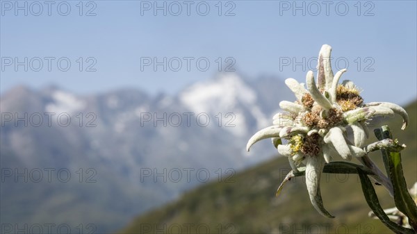 Alpine edelweiss