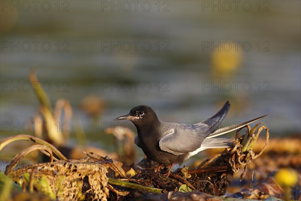 Black Tern