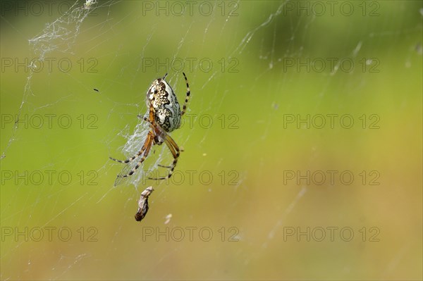 Oak leaf spider