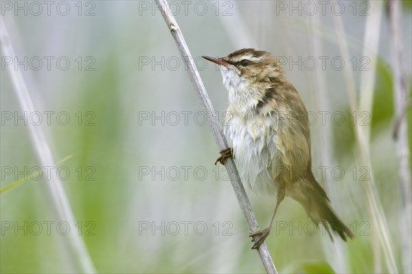 Sedge warbler